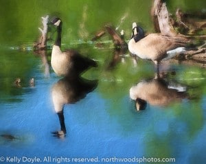 Canada Goose Pair abstract