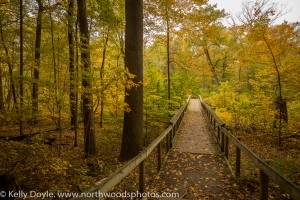 Warren Woods Autumn Forest