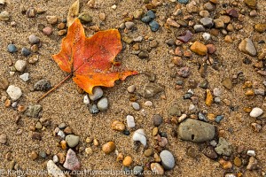 Maple Leaf, Lake Michigan Beach