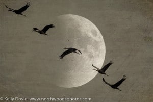 Sandhill Cranes Moon Texture