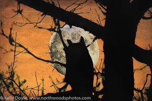 Great Horned Owl Silhouette Moon