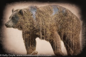 Grizzly Forest Double Exposure