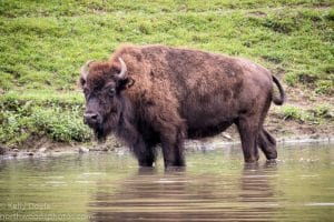 bison in pond