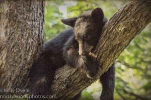 Black Bear Cub Sleeping in a Tree