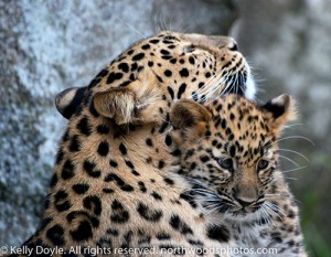 Amur Leopard mother and cub