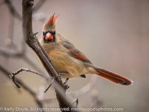 Female Northern Cardinal