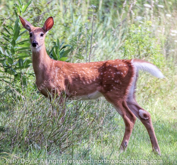 Spotted White Tail Fawn