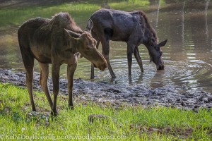 Yearling Moose Pair