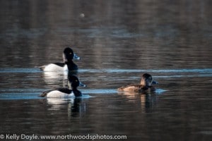 Ring-Necked Ducks