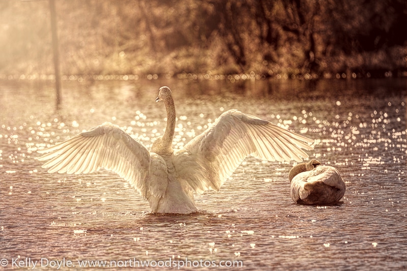 Trumpeter Swan Fairytale