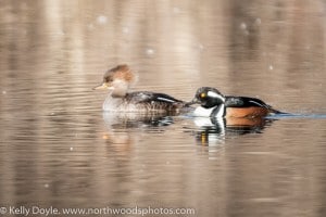 Hooded Merganser Pair