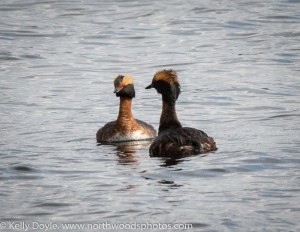 Horned Grebe