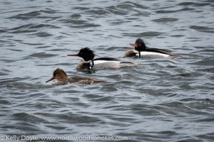 Red Breasted Mergansers