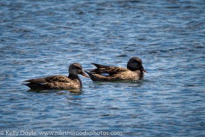 Gadwall Ducks