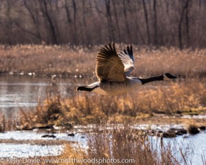 Canada Goose in Flight