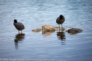 American Coots