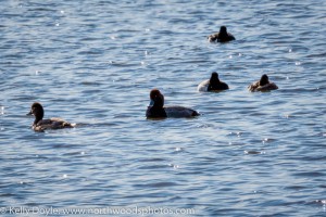 Redhead Ducks