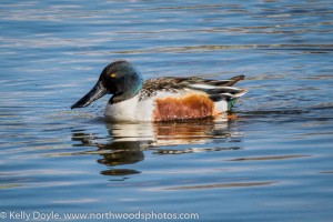 Northern Shoveler Drake