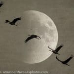 Sandhill Cranes & Moon