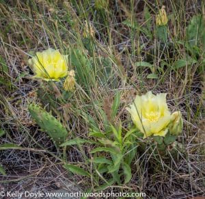 Prickly Pear Cactus