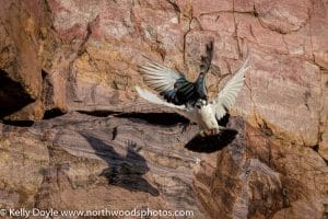 Rock Pigeon Shadow