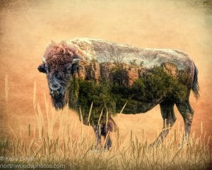 Blue Mounds Bison Double Exposure