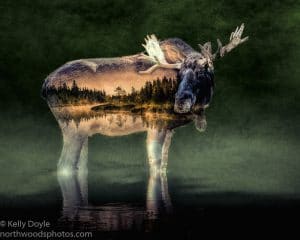 Minnesota Moose