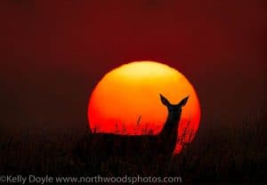 Deer Silhouette Sunrise