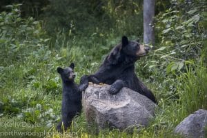 Black Bear Mother and Cub
