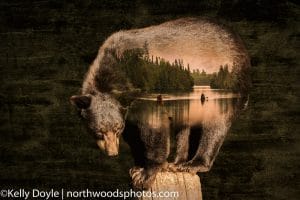 Boundary Waters Bear