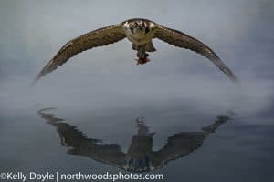 Osprey with a fish