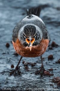 American Robin Catching Fish