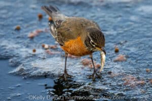 American Robin catching fish